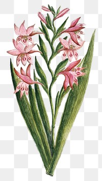 Gladiolus carneus png vintage flower illustration set, remixed from the artworks by Robert Jacob Gordon