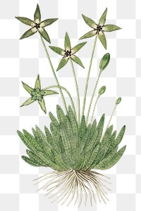 Tridentea pedunculata png vintage flower illustration set, remixed from the artworks by Robert Jacob Gordon