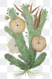 Hoodia gordonii png vintage flower illustration set, remixed from the artworks by Robert Jacob Gordon