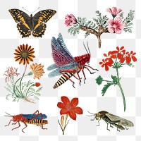 Insects and flowers png vintage nature illustration, remixed from the artworks by Robert Jacob Gordon