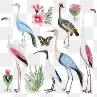 Flora and fauna png antique watercolor drawing collection, remixed from the artworks by Robert Jacob Gordon