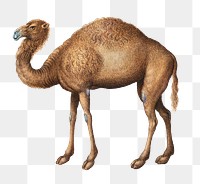 Camel png animal design element, remixed from artworks by Joris Hoefnagel