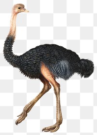 Ostrich png animal design element, remixed from artworks by Joris Hoefnagel