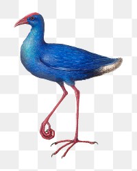 Swamphen png animal design element, remixed from artworks by Joris Hoefnagel