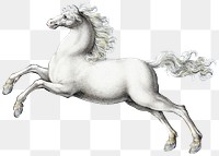White horse png animal design element, remixed from artworks by Joris Hoefnagel
