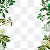 Botanical frame design transparent png