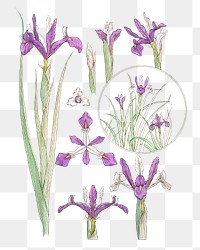 Vintage iris flower parts illustration transparent png
