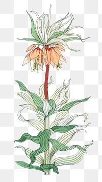 Vintage crown imperial flower transparent png design element