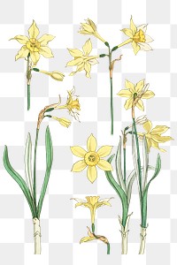 Vintage jonquil flower parts transparent png design element