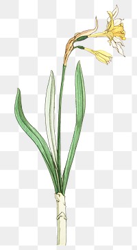 Vintage jonquil flower transparent png design element