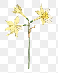 Vintage jonquil flower transparent png design element