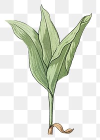 Vintage lily of the valley leaf transparent png design element