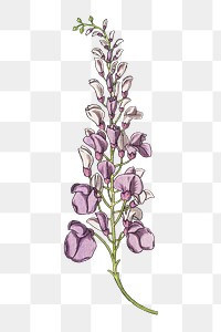 Vintage wisteria flower transparent png design element