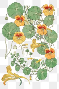 Vintage nasturtium flower parts transparent png design element