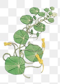 Vintage nasturtium flower transparent png design element