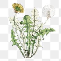 Vintage dandelion flower transparent png design element