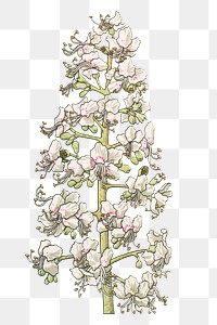 Vintage chestnut flower transparent png design element