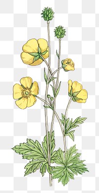 Vintage buttercup flower transparent png design element