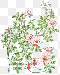 Vintage wild rose flower transparent png design element