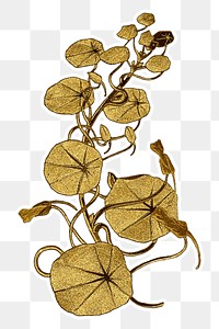 Vintage nasturtium flower design element