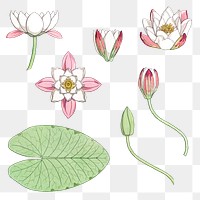 Vintage water lily flower settransparent png design element