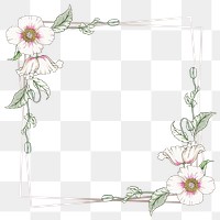 Vintage white poppy flower frame transparent png design element