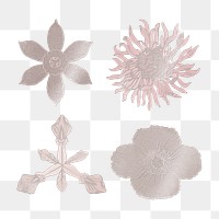 Shiny vintage flower set transparent png design element