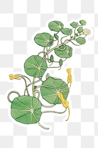 Vintage nasturtium flower sticker with white border design element