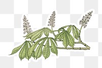 Vintage chestnut flower sticker with white border design element