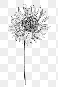 Black and white chrysanthemum flower transparent png design element