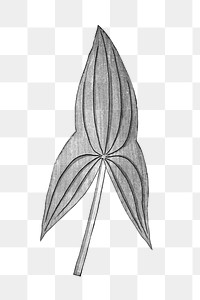 Black and white arrowhead leaf transparent png design element