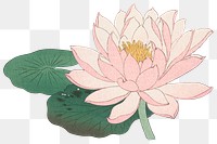 Lily flower png sticker, vintage botanical illustration, remix from the artwork of Ohara Koson