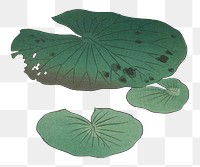 Green leaf png sticker, vintage botanical illustration, remix from the artwork of Ohara Koson