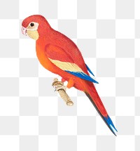 Vintage red parrot illustration