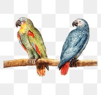 Vintage parrot and gray red tailed parrot illustration