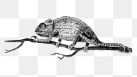 Vintage chameleon on the tree branch illustration