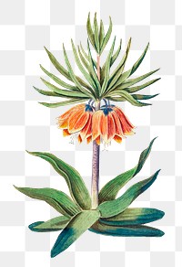 Vintage imperial crown flower illustration in vector