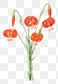 Vintage red lily flower illustration