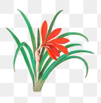 Vintage red crocus flower illustration