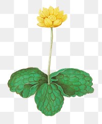 Vintage yellow floppy flower illustration