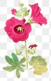Vintage hollyhock flower illustration