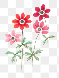 Vintage anemone flower illustration