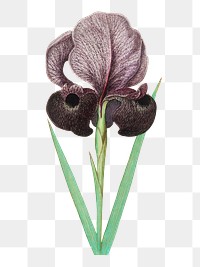Vintage mourning iris flower illustration