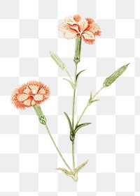 Vintage carnation flower illustration