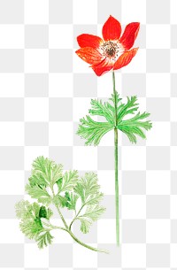 Vintage red anemone flower illustration