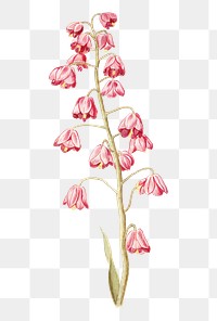 Vintage Persian lily flower illustration
