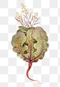 Vintage fresh cabbage illustration
