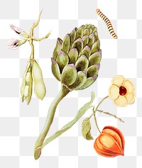 Vintage fresh artichoke, broad beans and Chinese lantern illustration