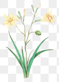 Vintage yellow lily flower illustration | Free PNG Sticker - rawpixel