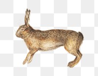 Vintage hare illustration